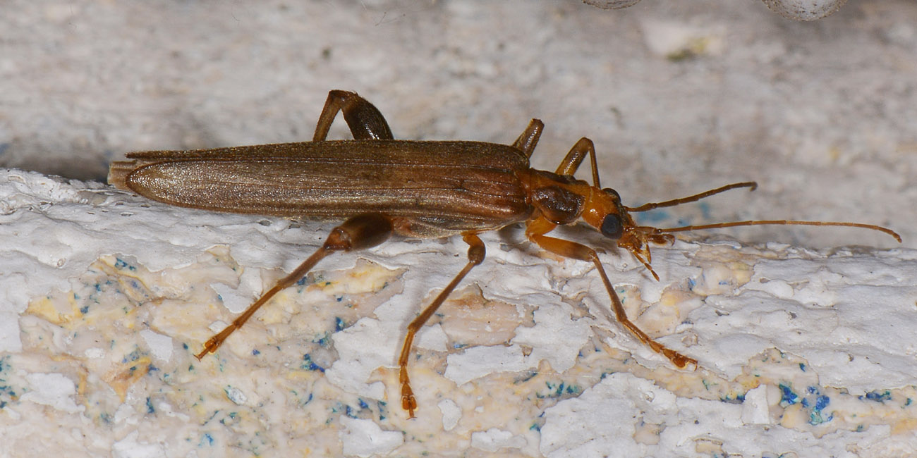 Oedemeridae:  Oncomera femoralis